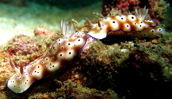 Nudibranch